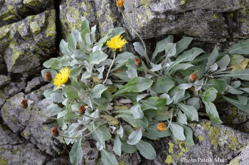 „Una dintre cele mai vechi ființe vii de pe Terra”, o plantă care trăiește de peste 60.000 de ani în Carpați – descoperită de o echipă internațională de cercetători, inclusiv un profesor al Universității Babeș-Bolyai