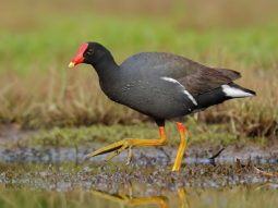 Survival rate of embryos after experimental water immersion in the common gallinule (Gallinula galeata)