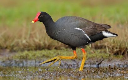 Survival rate of embryos after experimental water immersion in the common gallinule (Gallinula galeata)