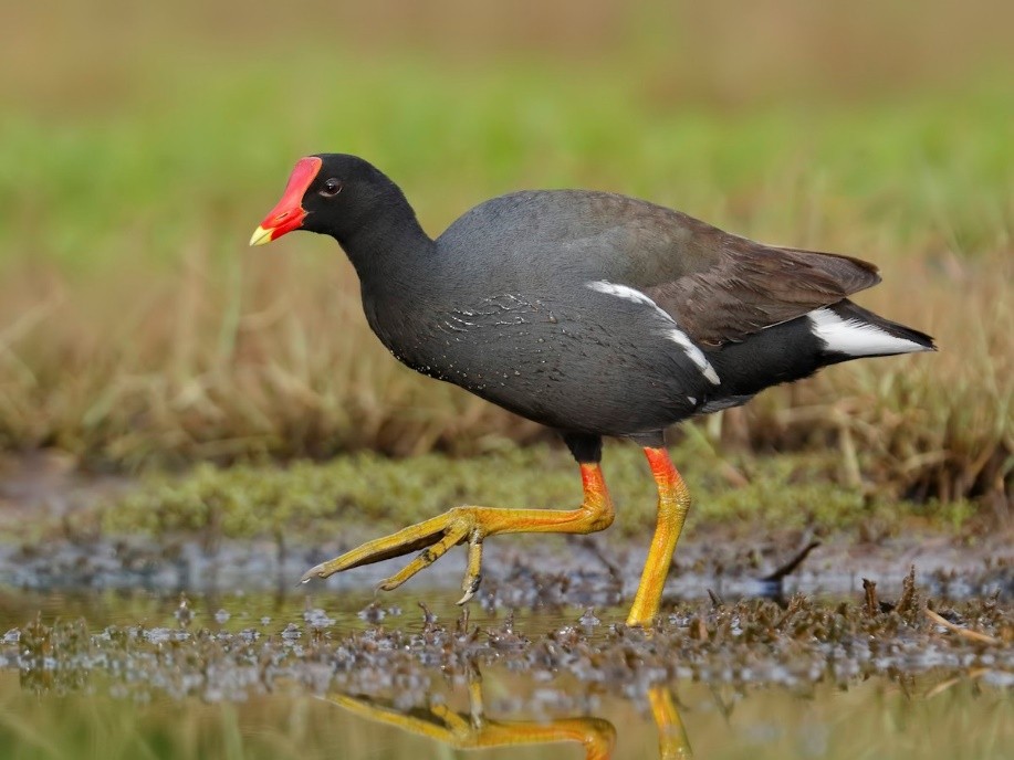 Survival rate of embryos after experimental water immersion in the common gallinule (Gallinula galeata)